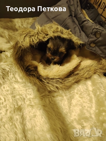 мини йоркширски териер момиче , снимка 1