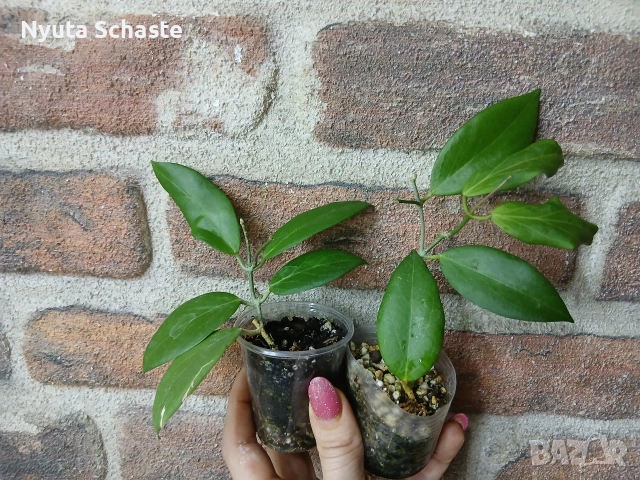 Hoya cutis porcelana, снимка 3 - Стайни растения - 52697356