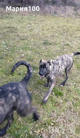 Бриса Канарио Press Canario , снимка 2 - Други - 53171352