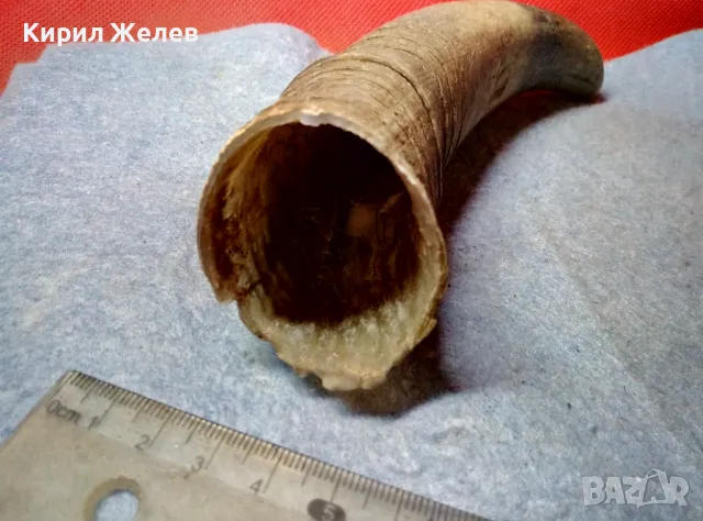 Стар БИВОЛСКИ ГОВЕЖДИ РОГ За КОЛЕКЦИЯ ТЕМАТИЧНА ДЕКОРАЦИЯ 47837, снимка 6 - Други ценни предмети - 47971760