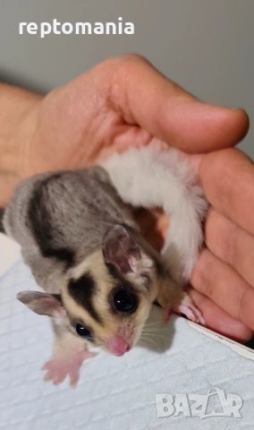 Захарна катеричка летяща торбеста катерица, снимка 10 - Други животни - 53143127