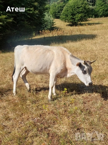 крави юници телета, снимка 7 - Крави - 51529893