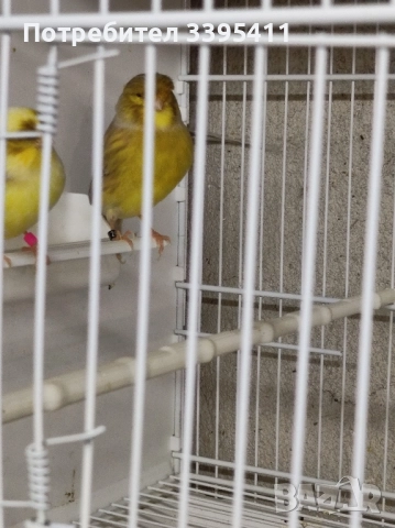 Продавам цветни канари, снимка 5 - Канари - 52188924