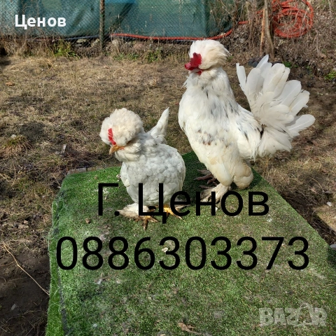 Чифтове струмски бантам, снимка 6 - други­ - 49315454