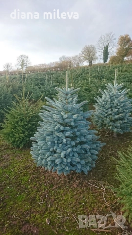 Сребрист смърч, Picea pungens 'Misty Blue', снимка 2 - Градински цветя и растения - 52436705