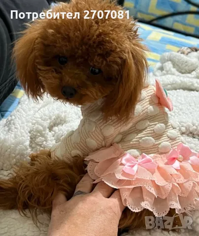 Той пудели, снимка 10 - Пудели - 48840560