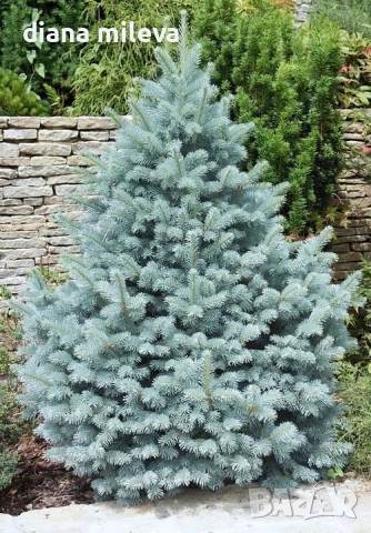 Сребрист смърч, Picea pungens 'Misty Blue'