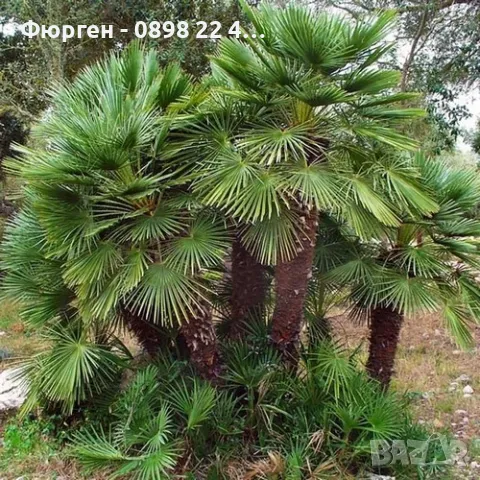 Палма Хамеропс, Chamaerops humilis