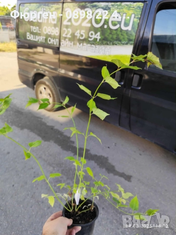 Хималайски храст(Himalayan honeysuckle), снимка 6 - Градински цветя и растения - 37605685
