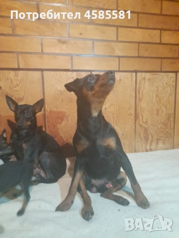 Чистокръвни немски пинери, снимка 12 - Пинчер - 52995417