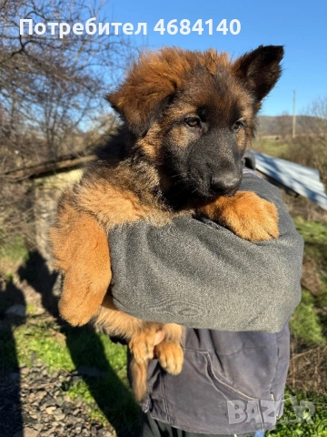 Немска овчарка с дълъг косъм с родословие , снимка 12 - Немска овчарка - 52807212