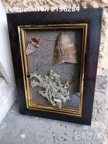 Картини, снимка 3 - Картини - 48669859