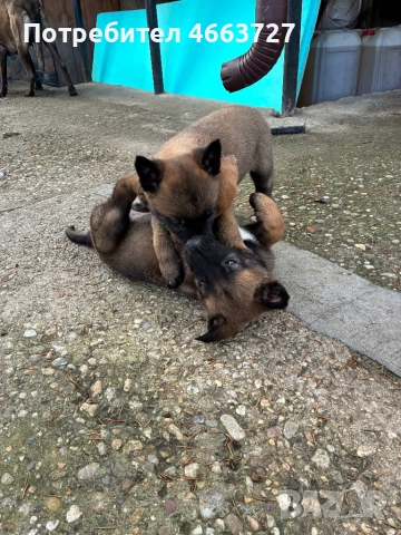 Продавам Белгийски овчарки, снимка 7 - Белгийска овчарка - 52579124