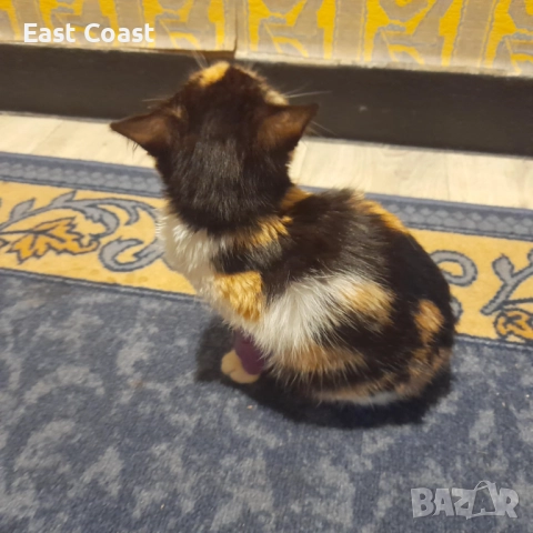 Малко сладко коте/котенце търси своя дом спешни във Варна, снимка 11 - Други - 52672571