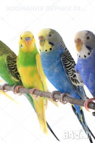 Вълнисти папагали - Перник - Различни цветове и пол