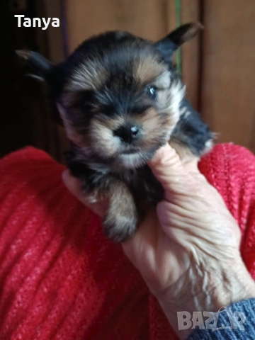 Йоркширски териер , снимка 2 - Йоркширски териер - 53275159