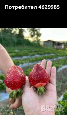 Продавам разсад ягоди, снимка 6 - Разсади - 52141893