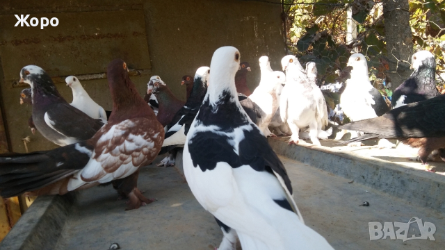 типлери френски дюклер, снимка 4 - Гълъби - 44874842