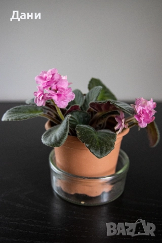 🌸 Африканска теменужка с розов цвят + Традесканция Зебрина – 2 растения в 1 саксия 🌿, снимка 12 - Стайни растения - 52060798