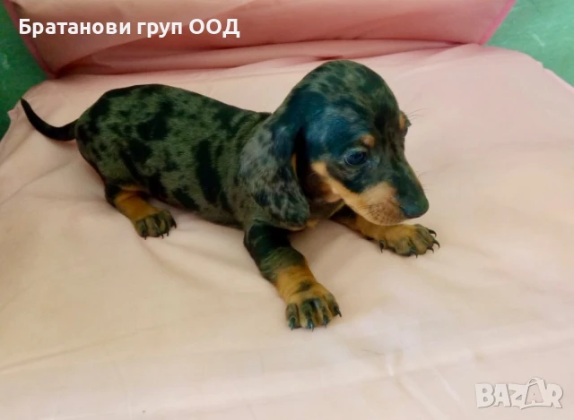 Мини Дакел блу мерле, снимка 8 - Дакели - 50458058