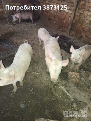 Свободни бели прасета, снимка 7 - Прасета - 53235771