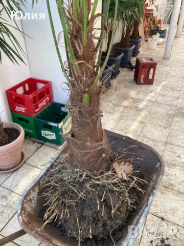 Студоустойчиви Палми Трахикарпус, снимка 4 - Градински цветя и растения - 49879195