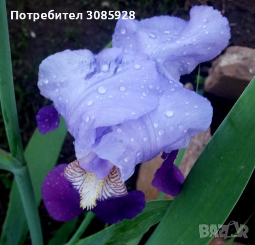  Ирис, Перуника германика (Iris germanica) - синьото око на градината, снимка 1 - Градински цветя и растения - 38214325