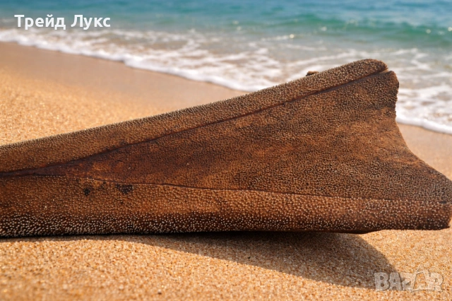 Уникален Подарък от Атлантическият океан, снимка 4 - Колекции - 53079885