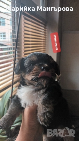 Мини Йоркита много игриви , снимка 2 - Йоркширски териер - 52299919