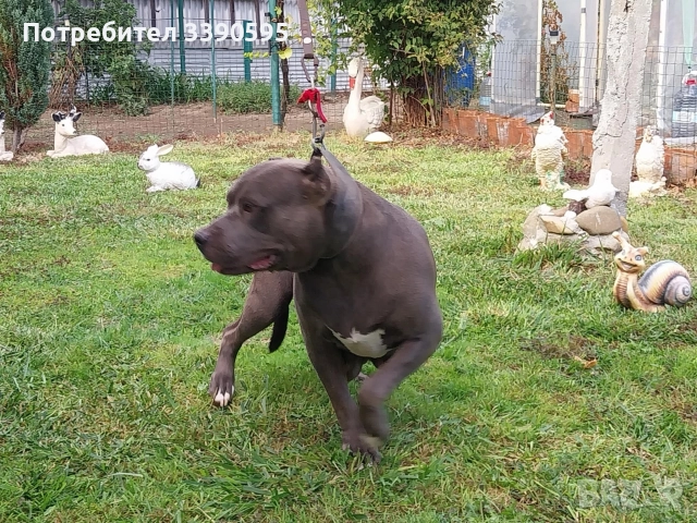 Америка ски Питбул Блу Нос