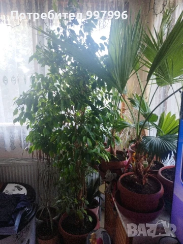 Бенджамин- 2м