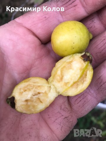 Лимонова гуава, Yellow strawberry guava,семена, снимка 1 - Градински цветя и растения - 34924204