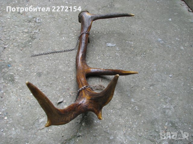 Голям еленов рог, снимка 4 - Антикварни и старинни предмети - 28573554