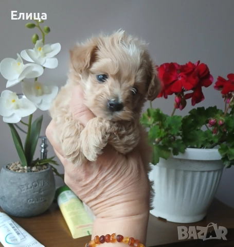 Малтипу/Той пудел , снимка 4 - Пудели - 51832511