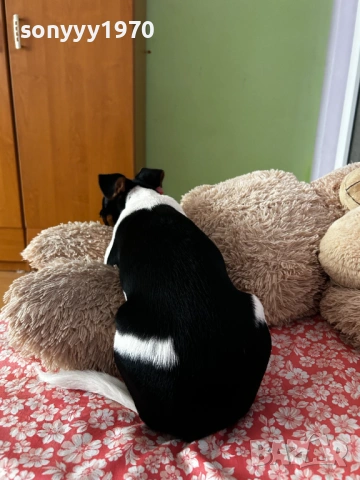 ДЖАК-СЛАДУРАНА 0701261518, снимка 7 - Джак ръсел териер - 53021086