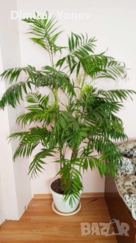 Палма, снимка 4 - Стайни растения - 44088286
