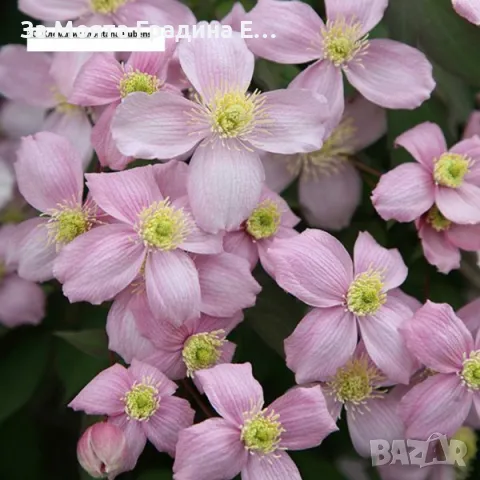 Клематис 2 , снимка 5 - Градински цветя и растения - 49761035