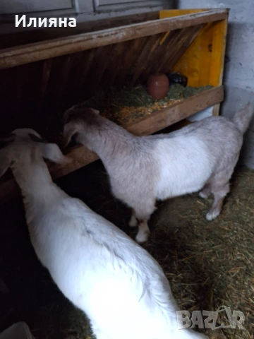 Продавам две женски ярета, снимка 6 - Кози - 53217317