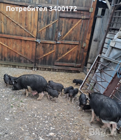 Виетнамски прасета 🐷🐷🐷