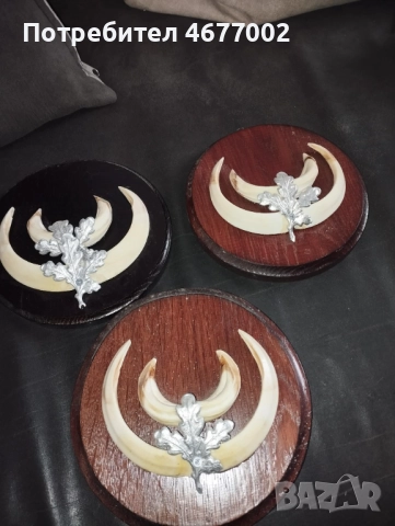 Глиги от диво прасе, снимка 6 - Антикварни и старинни предмети - 52792846