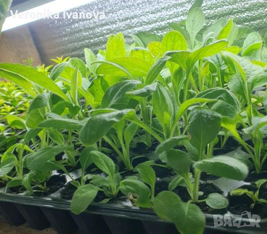 Рудбекия, снимка 3 - Градински цветя и растения - 53078100