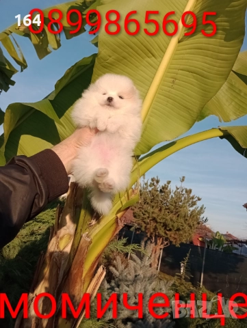 Померани. Реални снимки от 10.12.25 г. , снимка 9 - Померан - 52688511