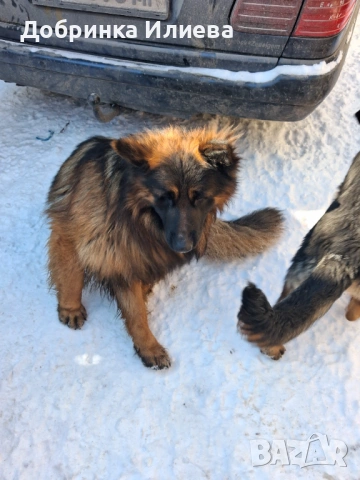 Продавам елитни немски овчарки, на 4 месеца, две ваксини, обезпаразитени., снимка 6 - Немска овчарка - 53387270