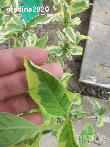 Вайгела  - Налични 4 вида, снимка 14 - Разсади - 42940747