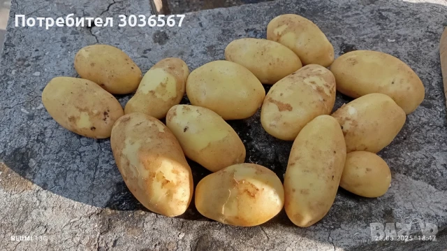 Картофи, лук - пресни, джоджен, магданоз., снимка 5 - Домашни продукти - 50466216