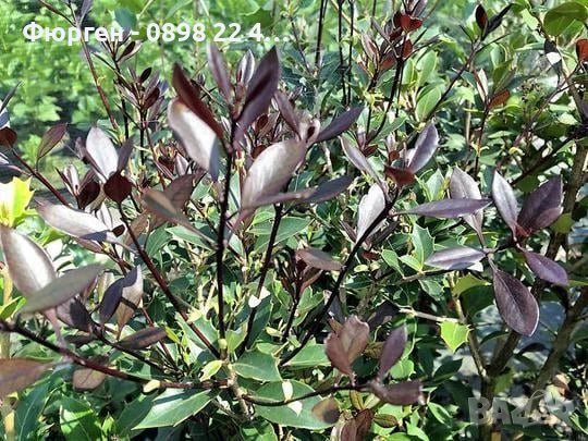 Османтус - osmanthus purpureus, снимка 5 - Разсади - 43887698