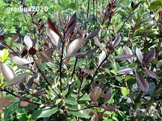 Османтус (Osmanthus purpureus), снимка 5 - Разсади - 53102836