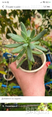 Всичко по 4лв, снимка 1