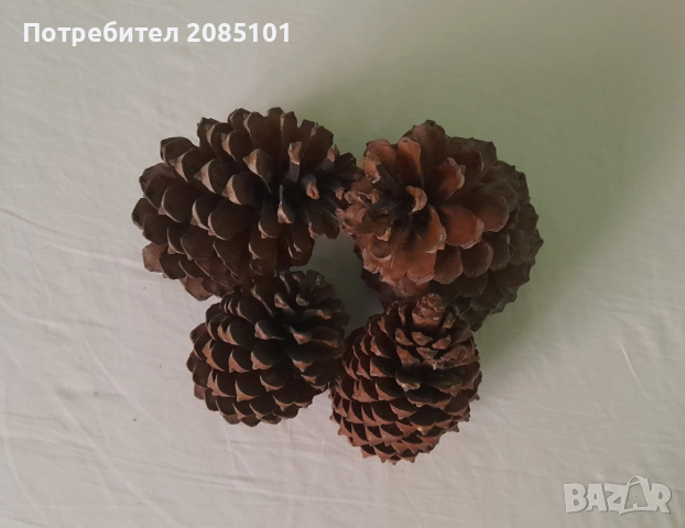 Шишарки, снимка 2 - Други - 53061974