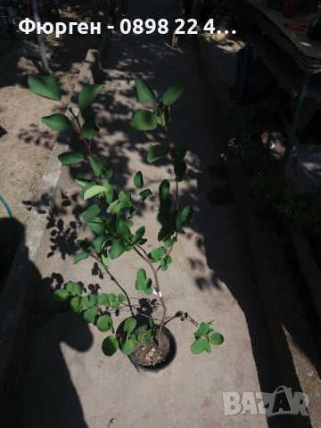 Амеланхиер -Amelanchier, снимка 8 - Разсади - 43480347